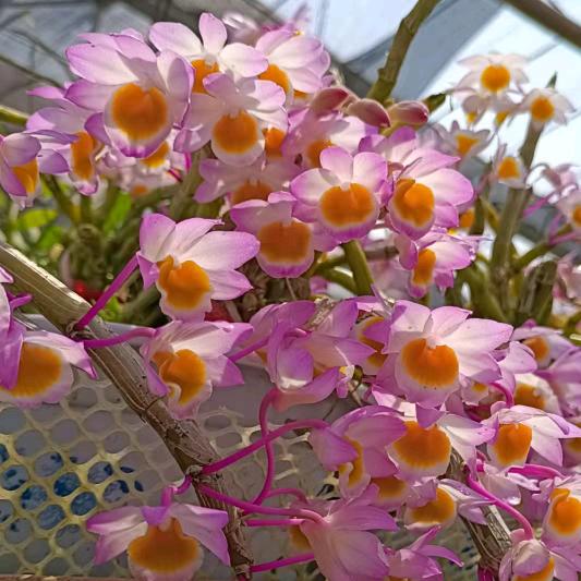 玉兰石斛种植园艺