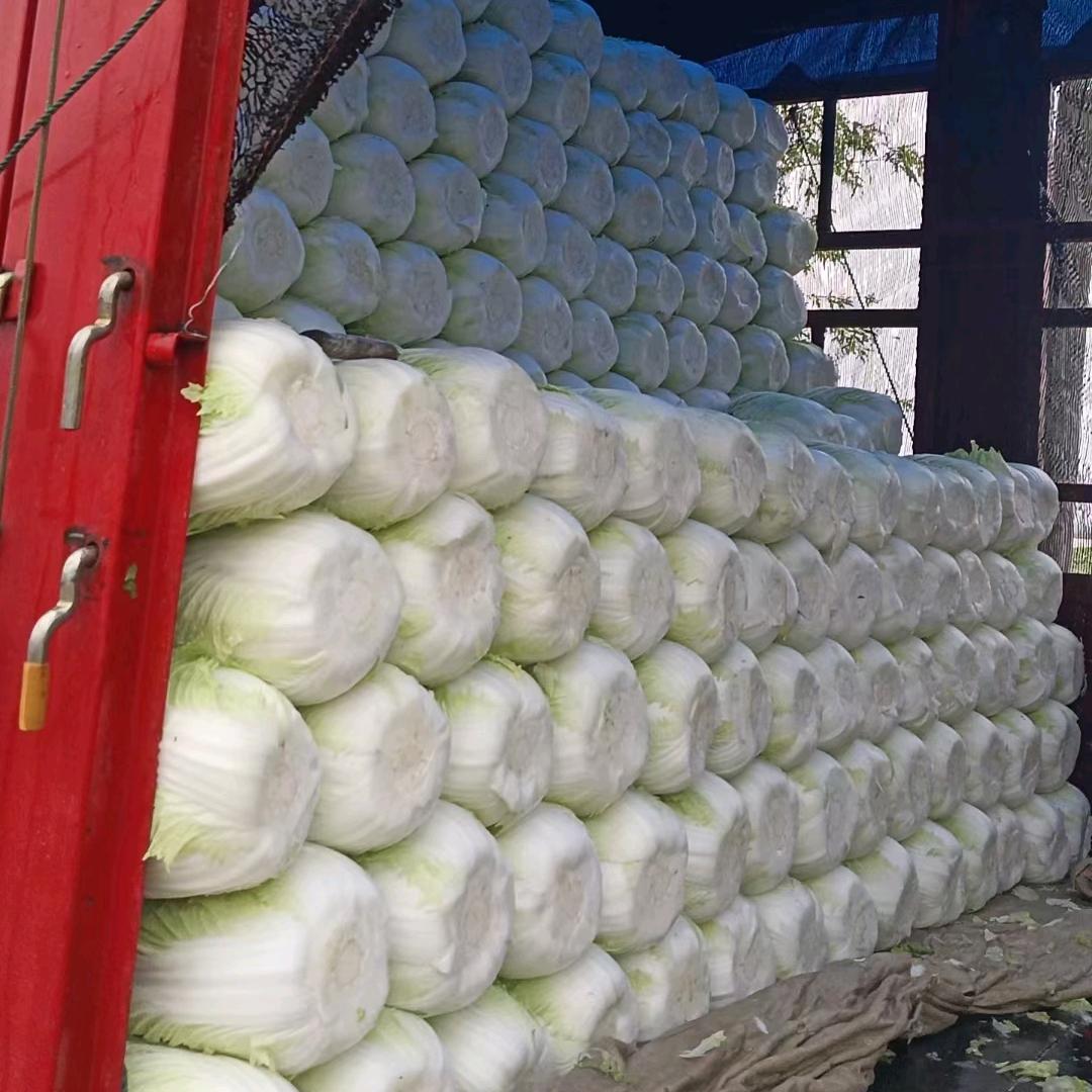 （诚达）常年大白菜🥬🥬🥬
