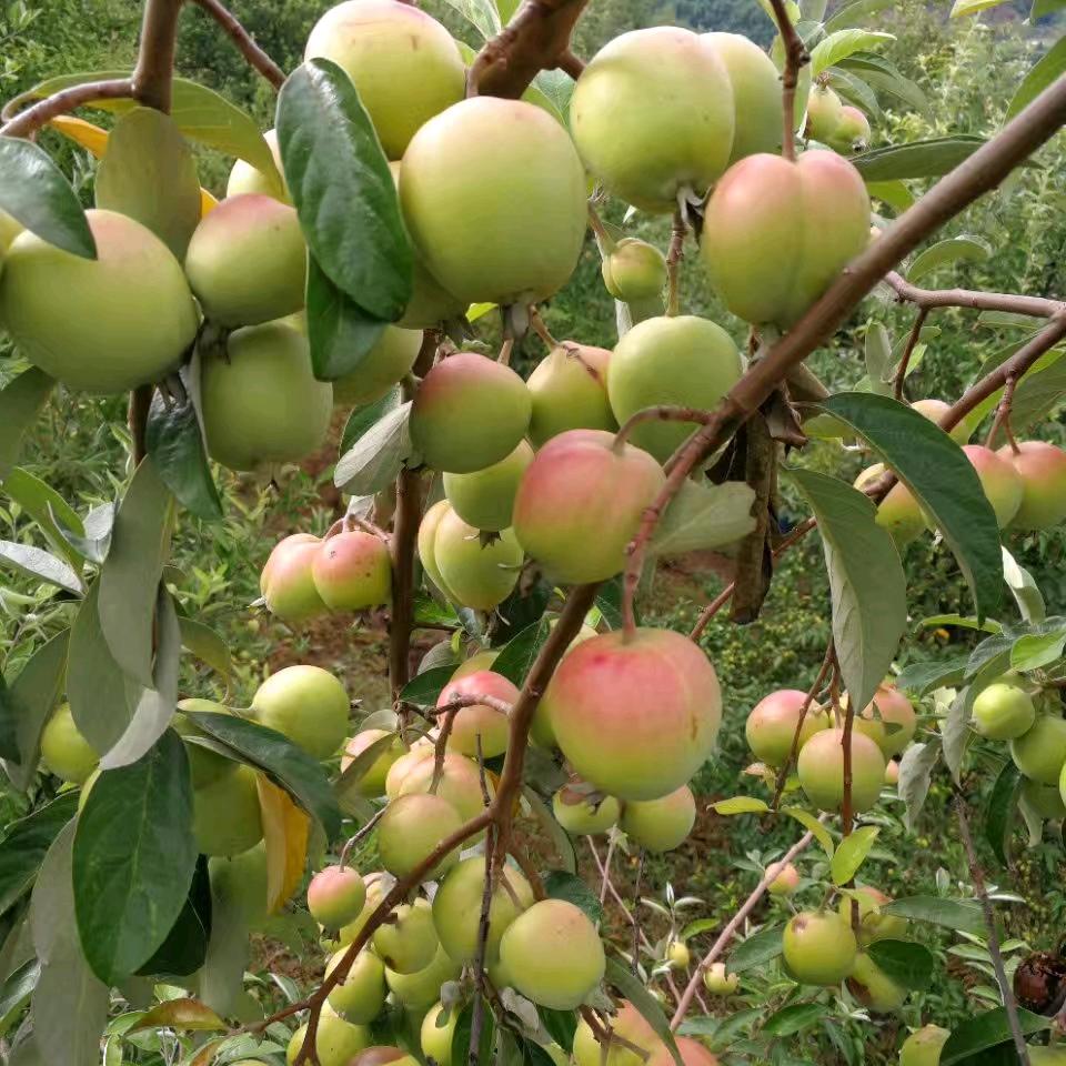 哆依王子