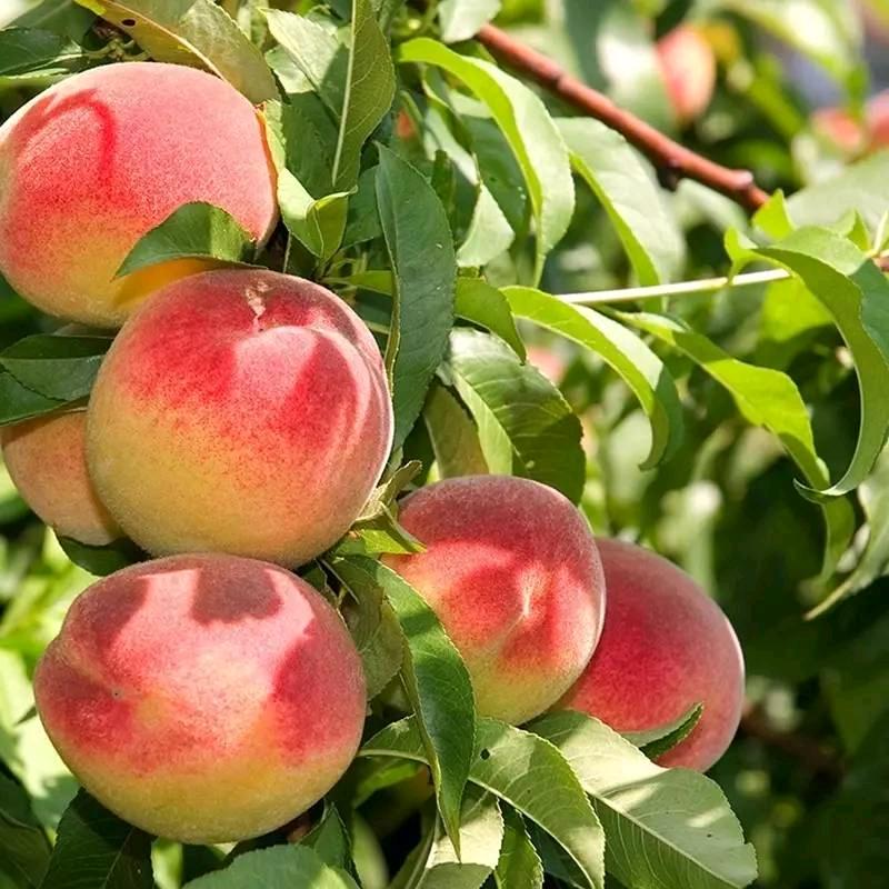 项城市成莱林草店官方账号