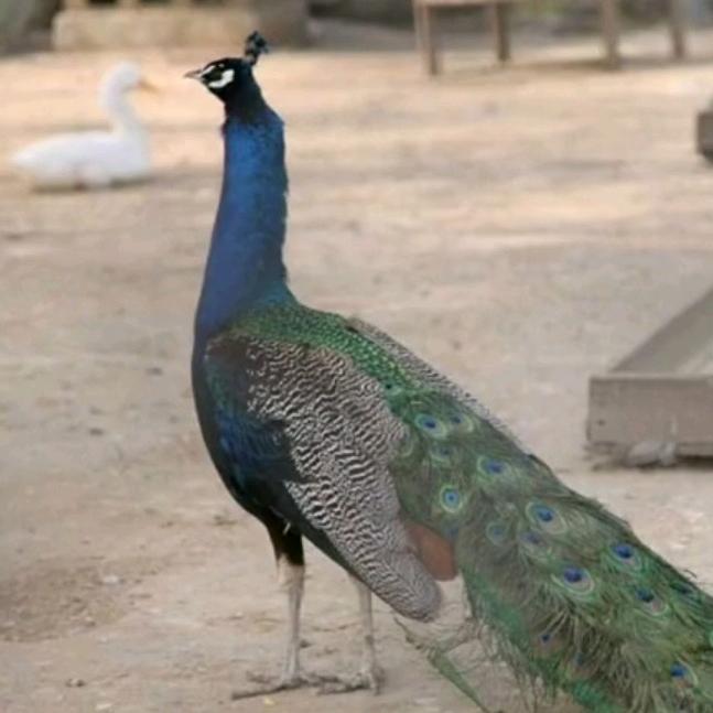 ヽ北方☆紫云╲*