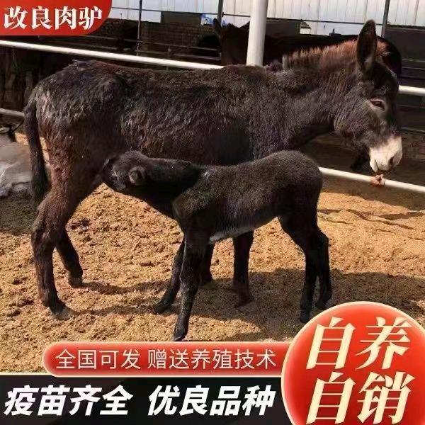 养驴总场张姐