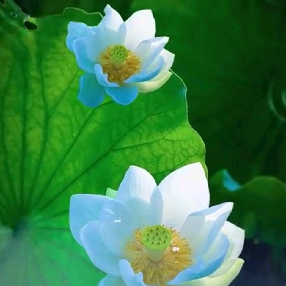 春风暖阳（请勿连赞）