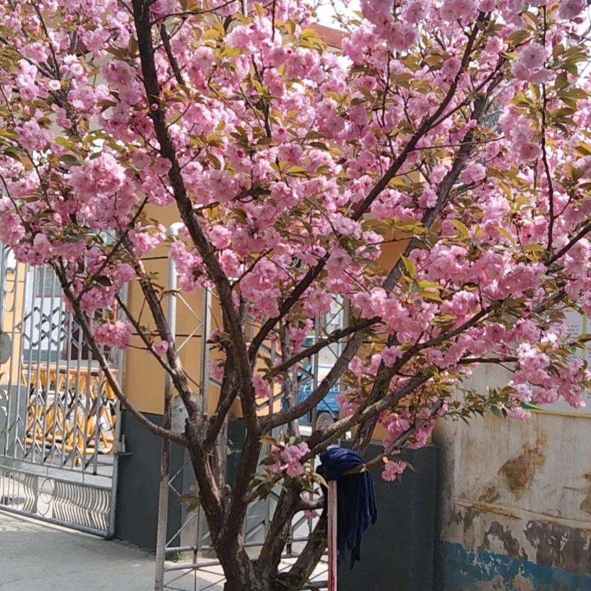 樱花姐
