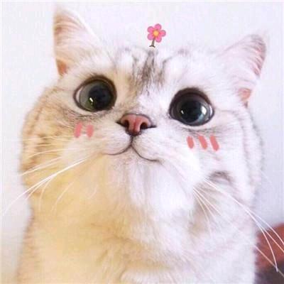 樱花酱