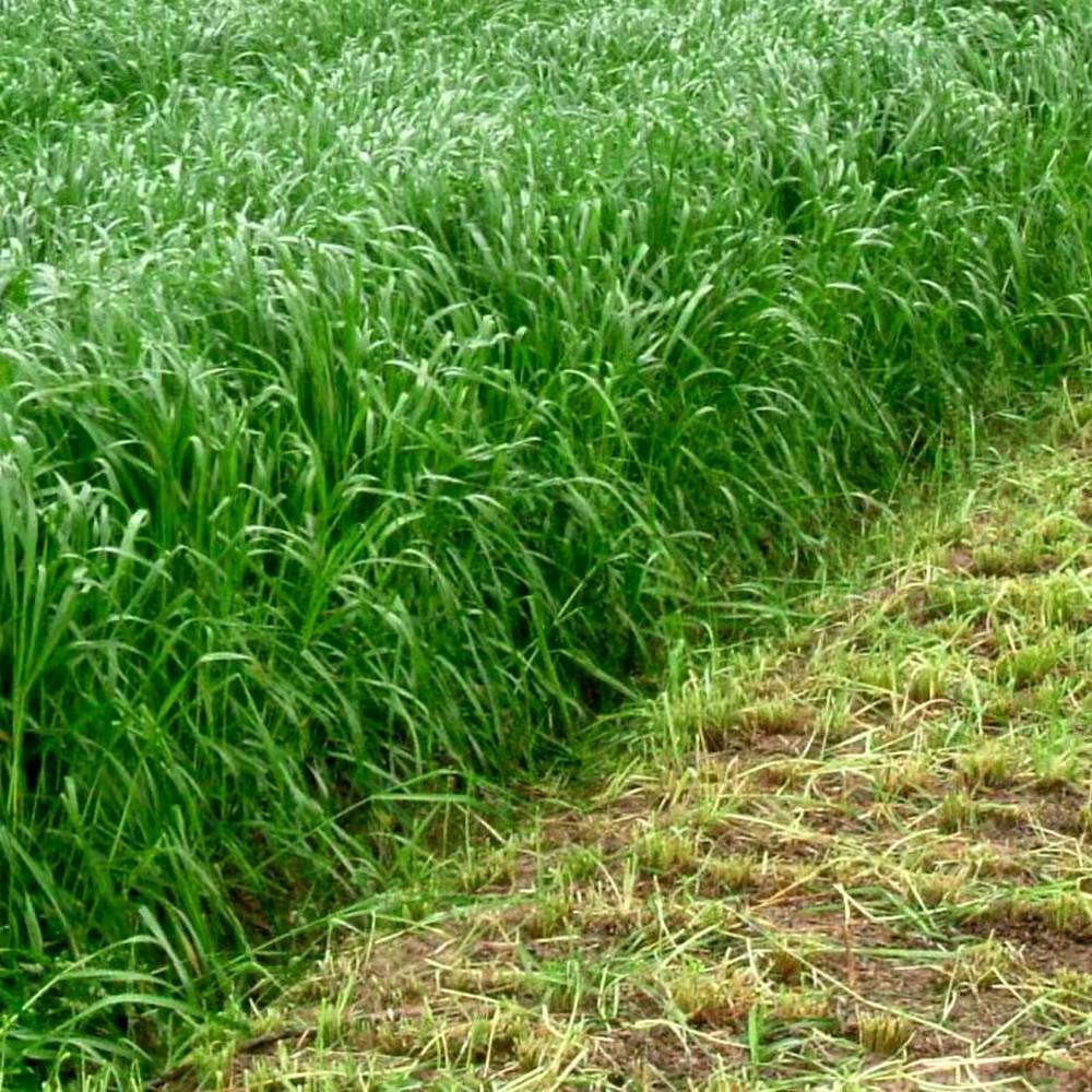 青松牧草种子