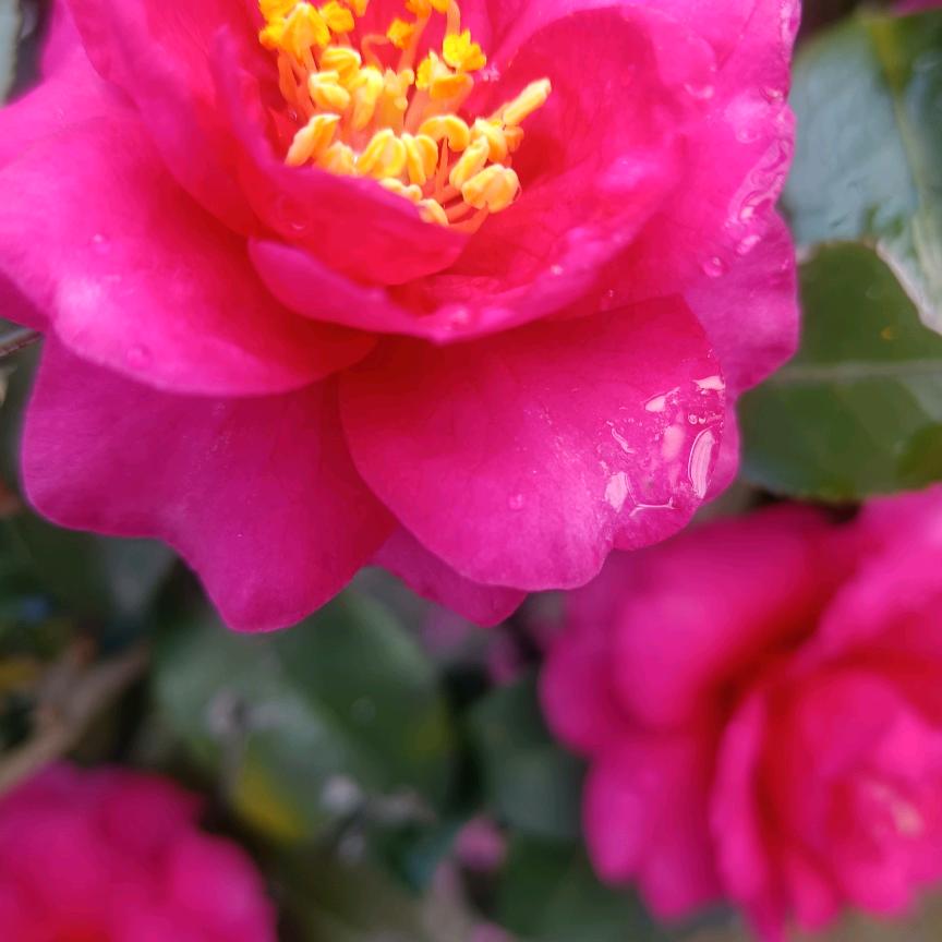 洁希亚万州515店段姐