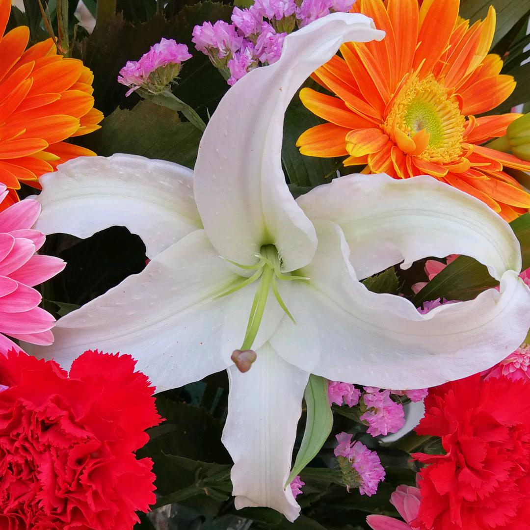 化缘纳福禅苑《二》