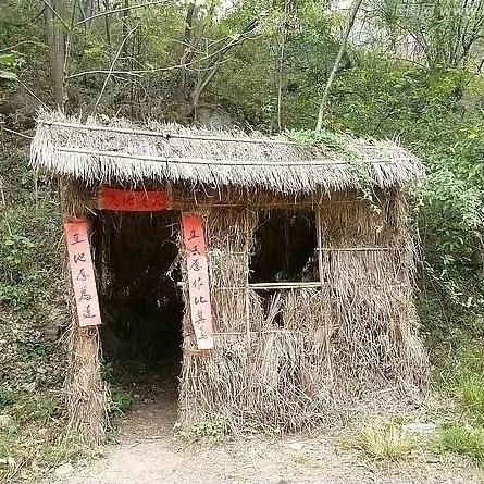 大树好房