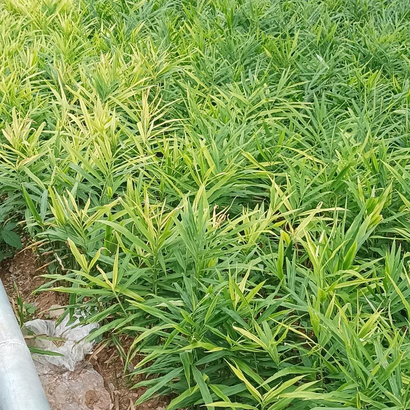 淡然的回忆