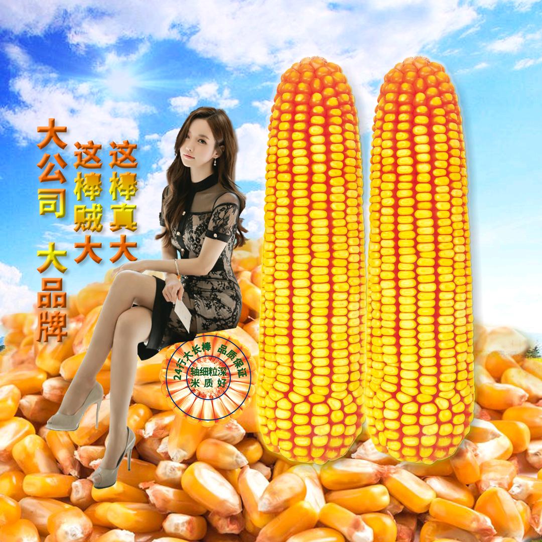 玉米大回暖农业