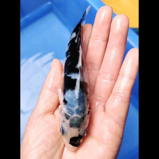 喝茶赏鱼自由者