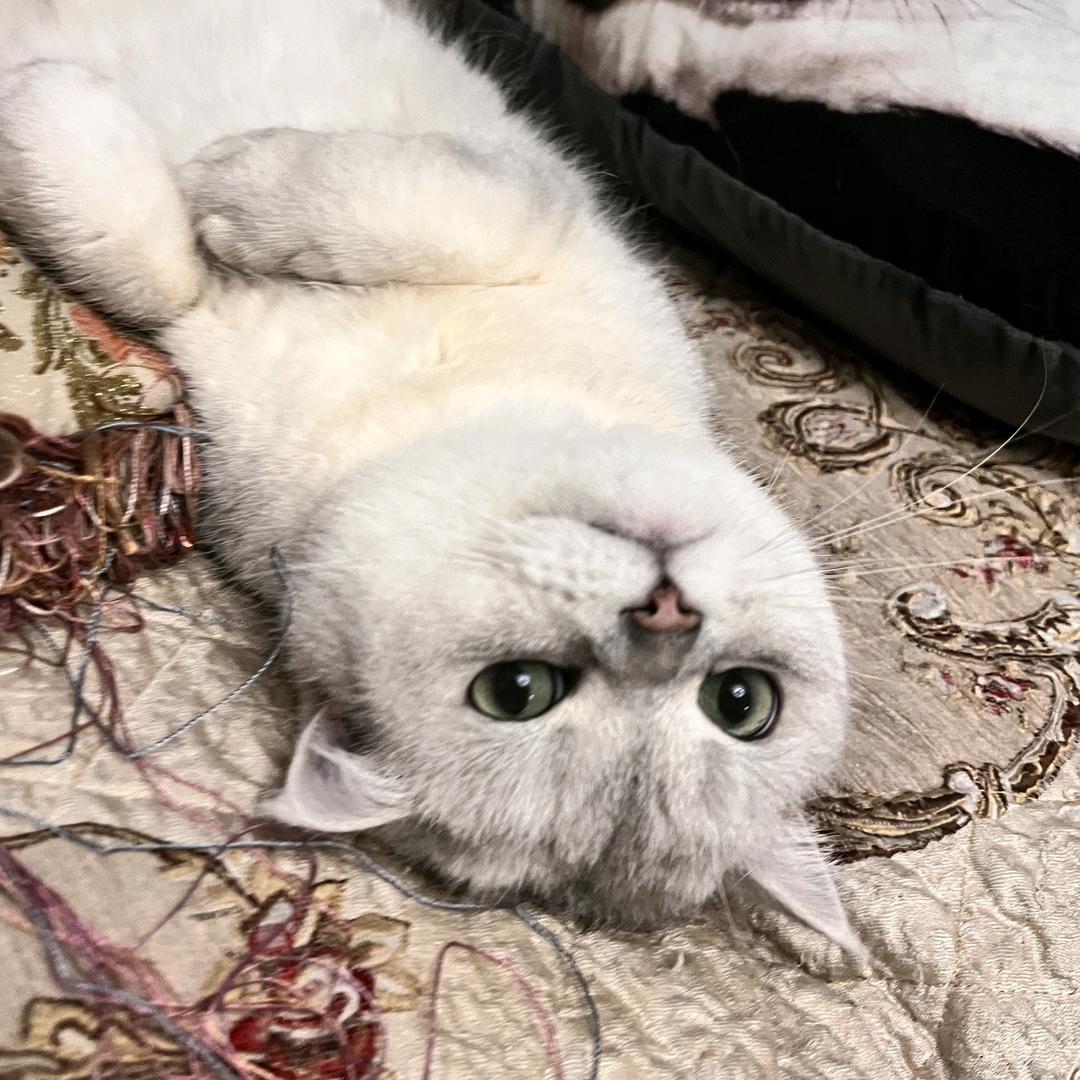 猫爸🐱