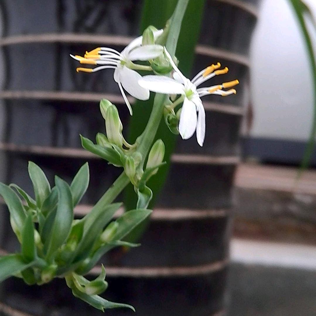 美的爱修脚官方号