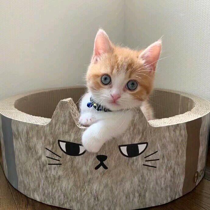 小熊《三角洲行动》