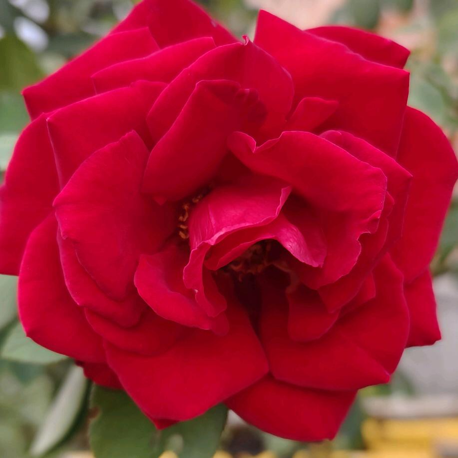 云淡风轻(鹏哥)