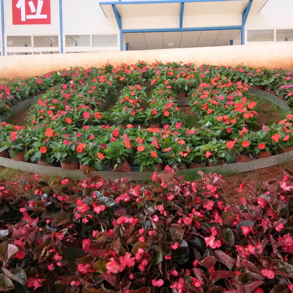🌸沫漓花未央🌺