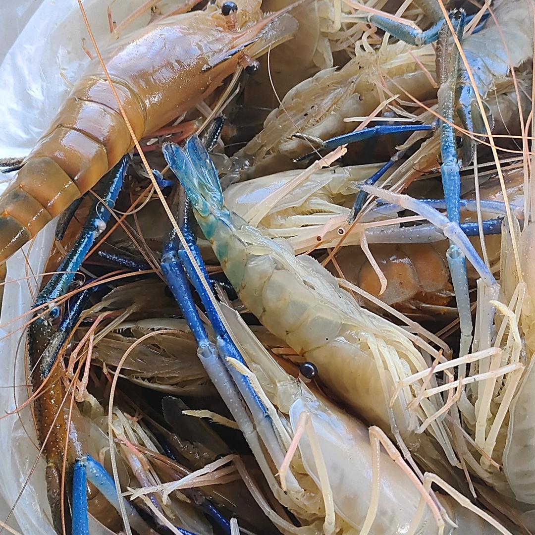 阿克苏吉缘特色水产基地虾哥