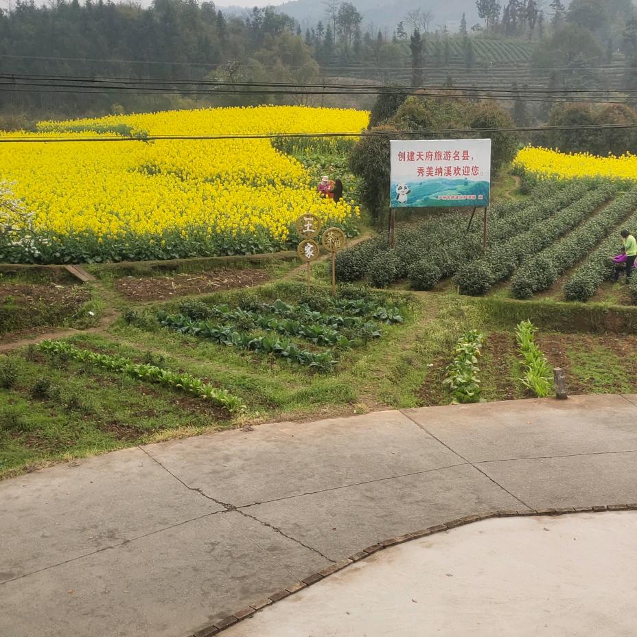 漂洋过海來看你