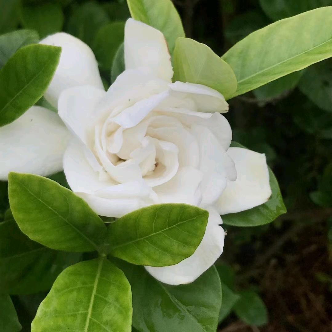 清清汝芳禧