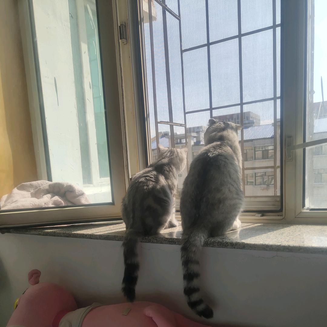 十只猫🐱（火炬之光）