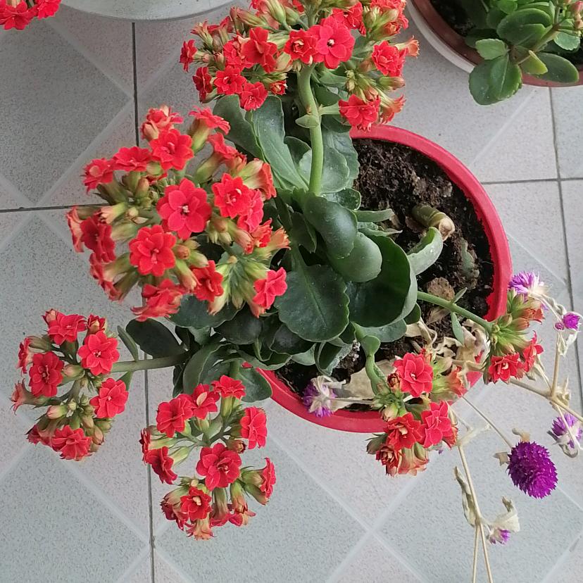 花🌸开🌸花🌸落