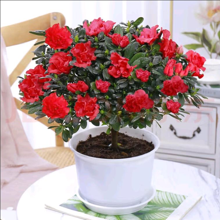 @栀子花💐，@..*