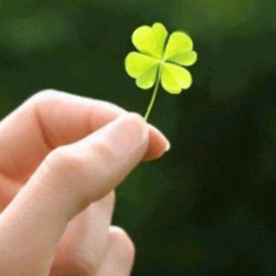 🍀素心若雪🍀