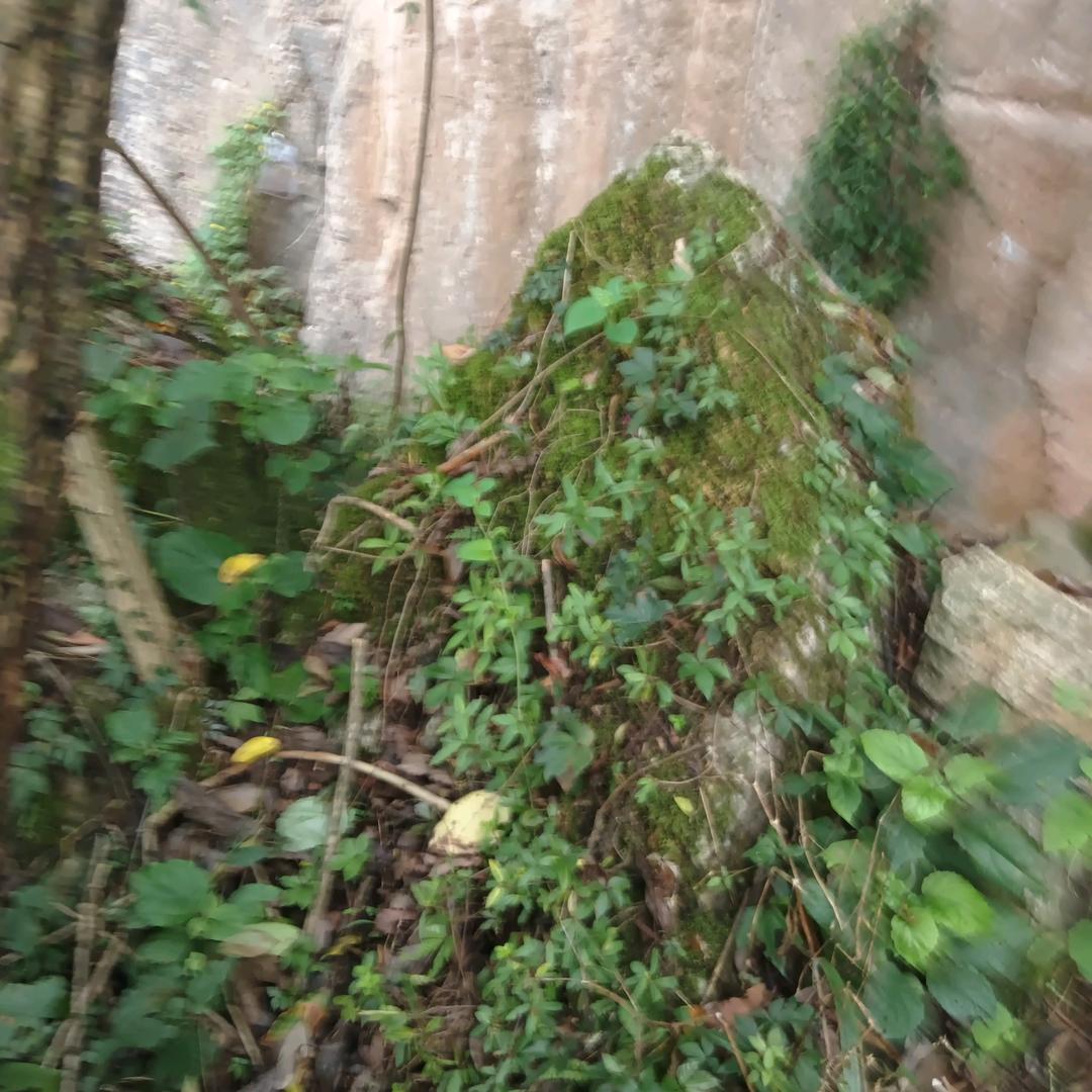 ymL