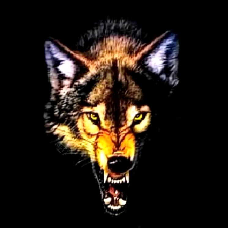 小和尚（西北狼）