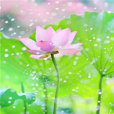 彼岸花