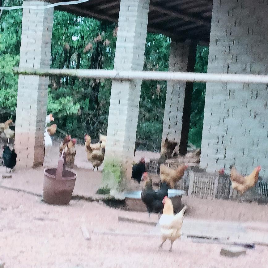 杨林老母鸡(站前路店)