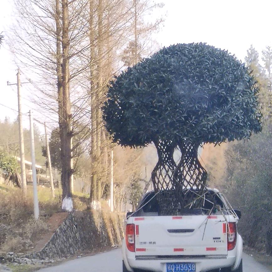 风水轮流转，滕哥