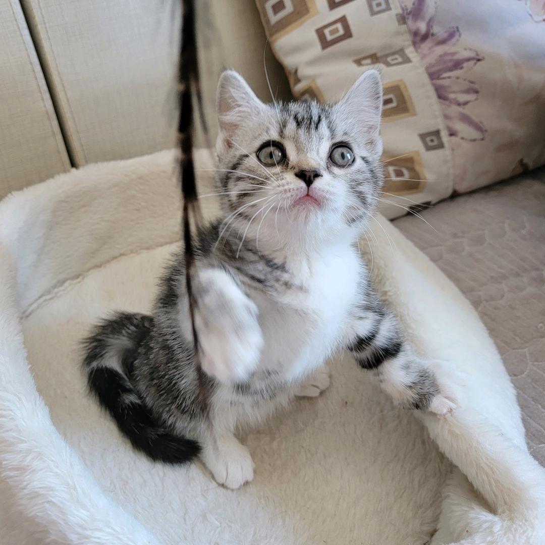家有一只猫