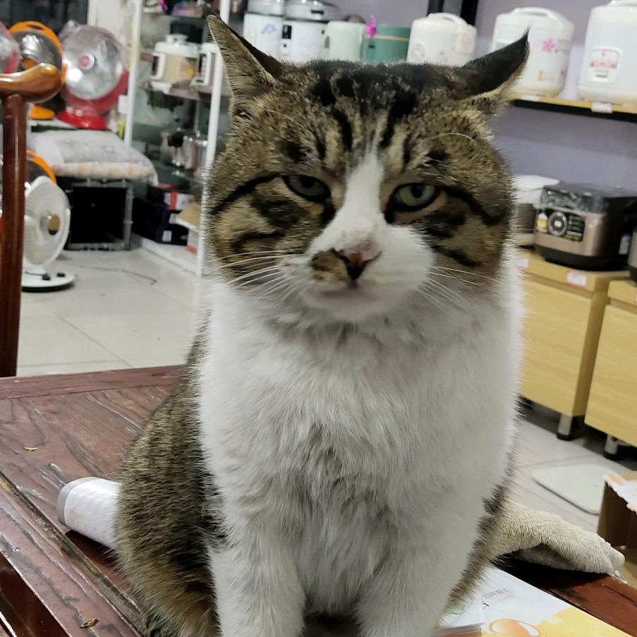 乌塔其风一样的男人