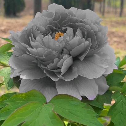 莫道红尘苦&众生皆仿佛