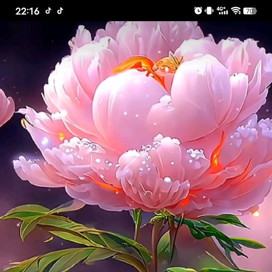 🌹幸运玫瑰的土鸡蛋🌹