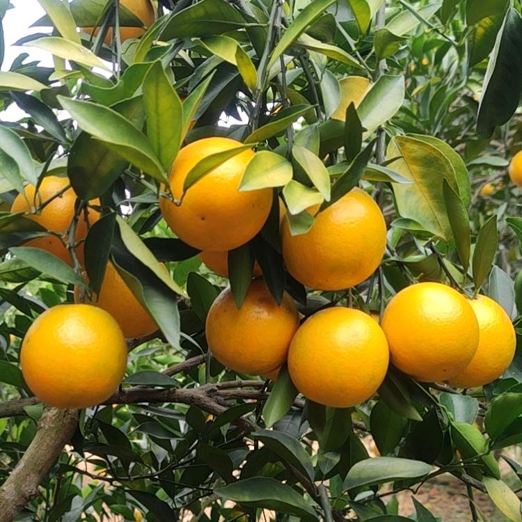 红江农场红农果园（阿政）