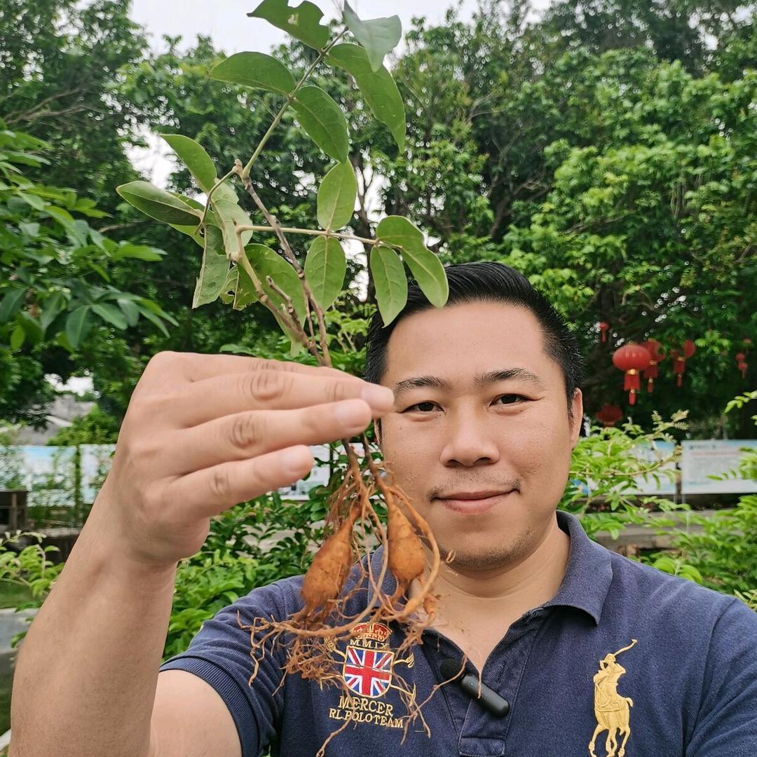 粤森牛大力