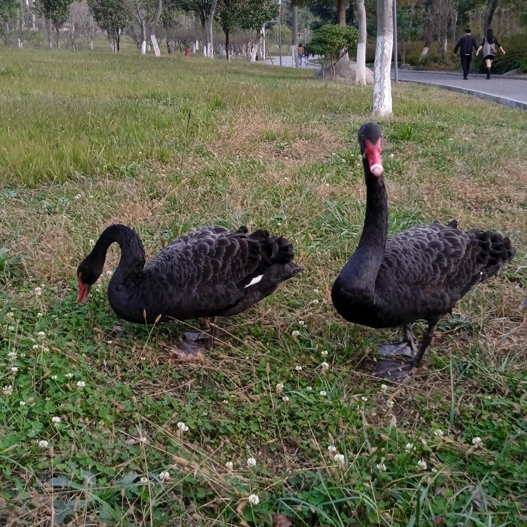 ～小～馬～哥～