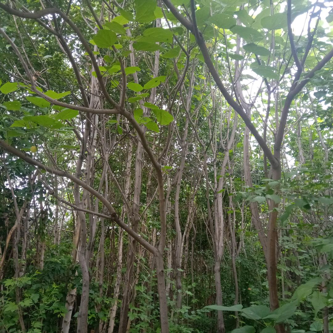 树木星耀