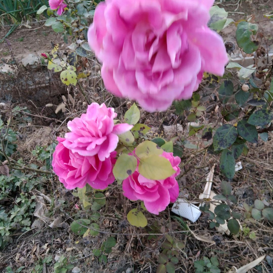 用户767400596390富贵花开