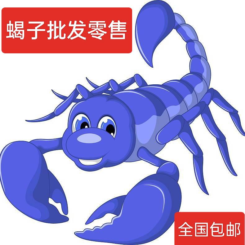 平度雷雷蝎子批发