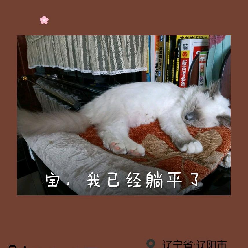 JJ哲姑