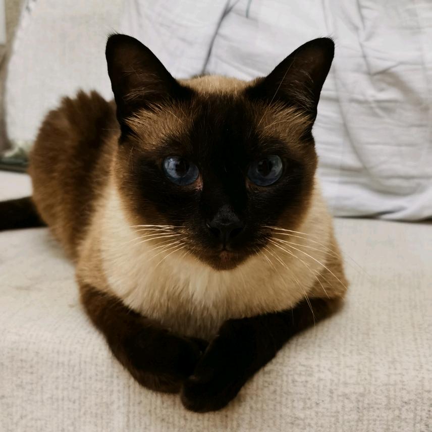 瓜田里的猹