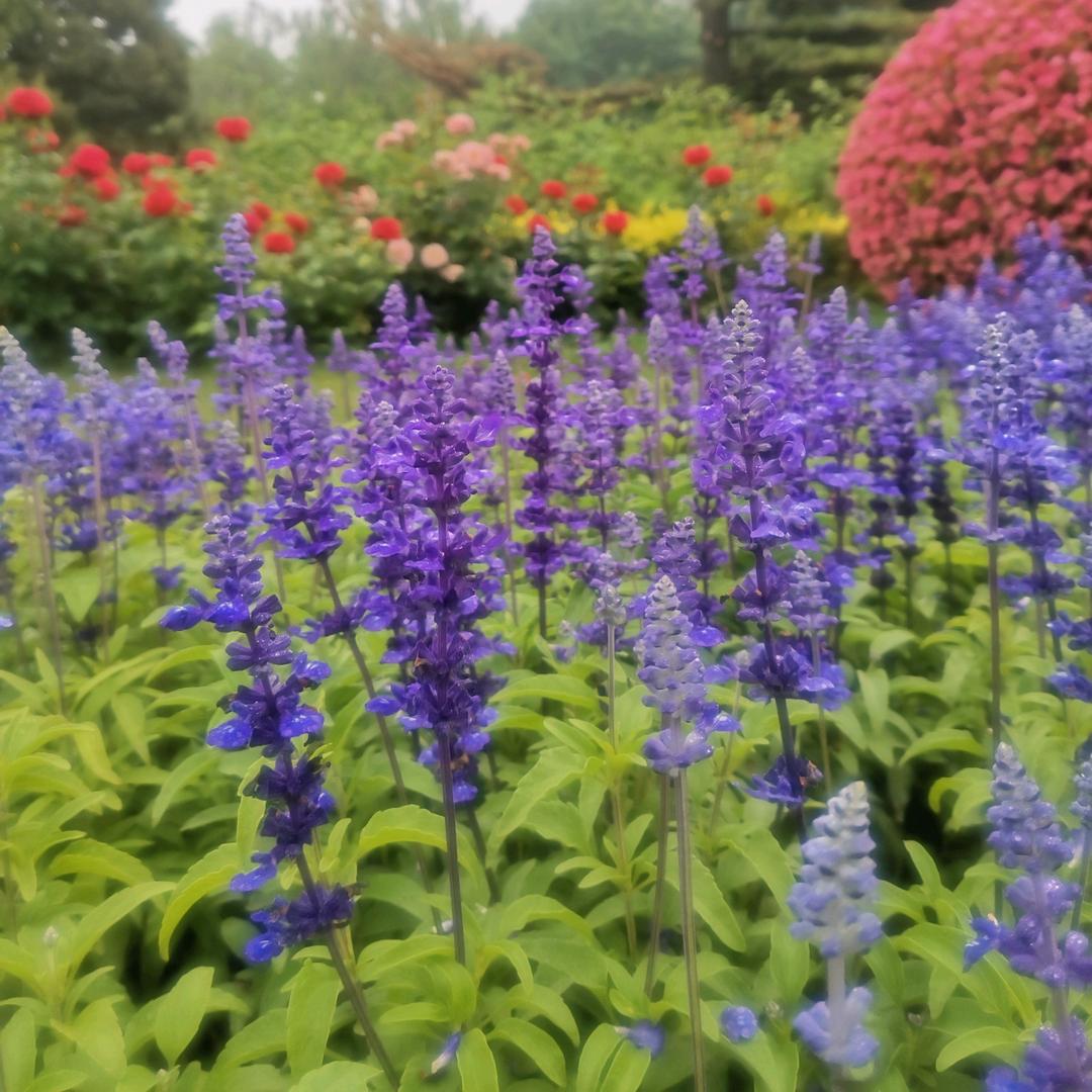 马驹桥 大神专拍