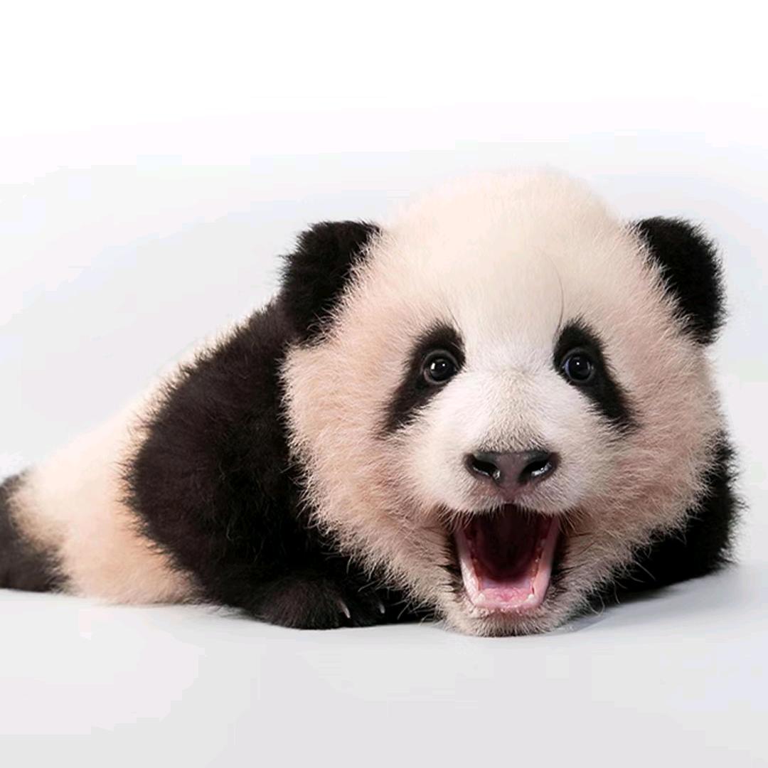 密林仙予ForestFairy