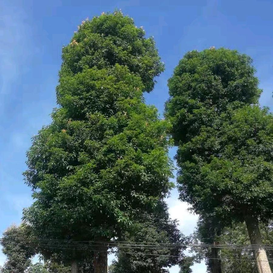 龙宇金丝楠种植有限公司