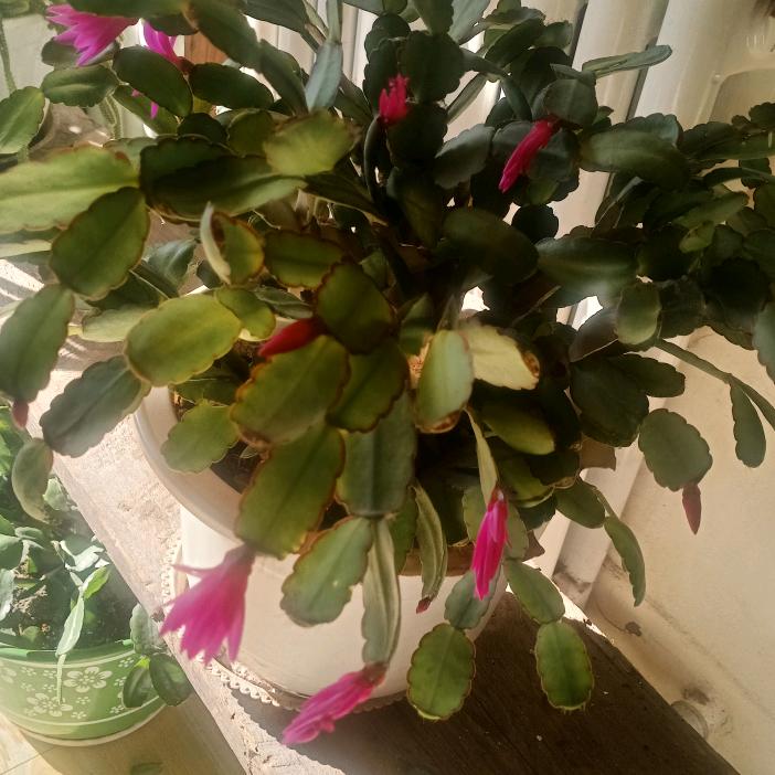 花开争艳