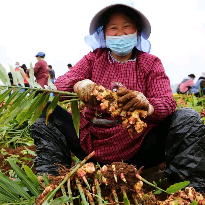 云南阿冬（罗平小黄姜粉）